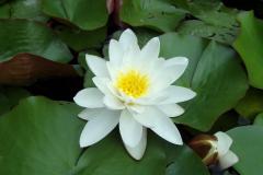 botaniczny1 botaniczny1
