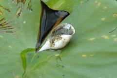 botaniczny2 botaniczny2