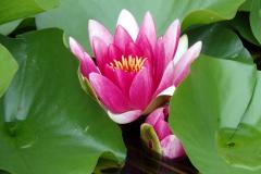 botaniczny3 botaniczny3
