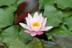 botaniczny6 botaniczny6