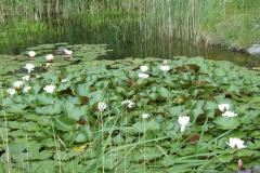 botaniczny7 botaniczny7