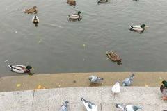 ziarno ziarno