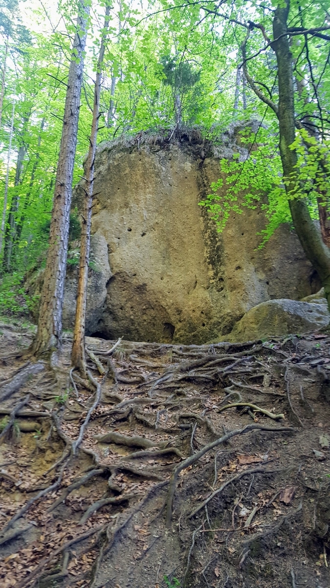 sulowski6