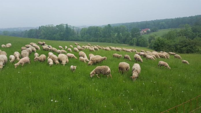owieczki